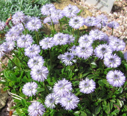 Globularia meridionalis 